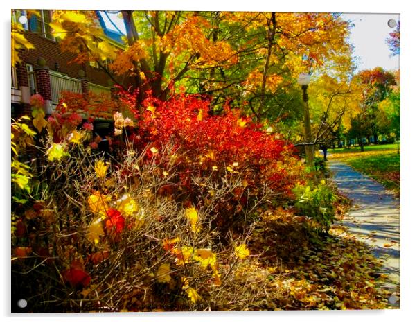 Colourful autumn leaves Acrylic by Stephanie Moore