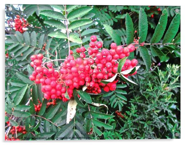 Red Berries Acrylic by Stephanie Moore