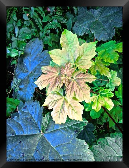Plant leaves Framed Print by Stephanie Moore