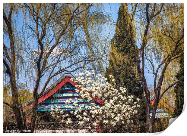 Magnolias Willows Summer Palace Beijing China Print by William Perry