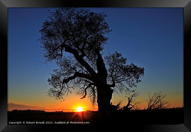 Kansas Sunset with a tree silhouette Framed Print by Robert Brozek