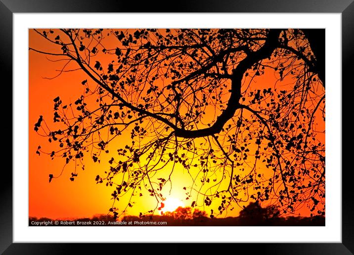 Tree limb silhouette at sunset Framed Mounted Print by Robert Brozek