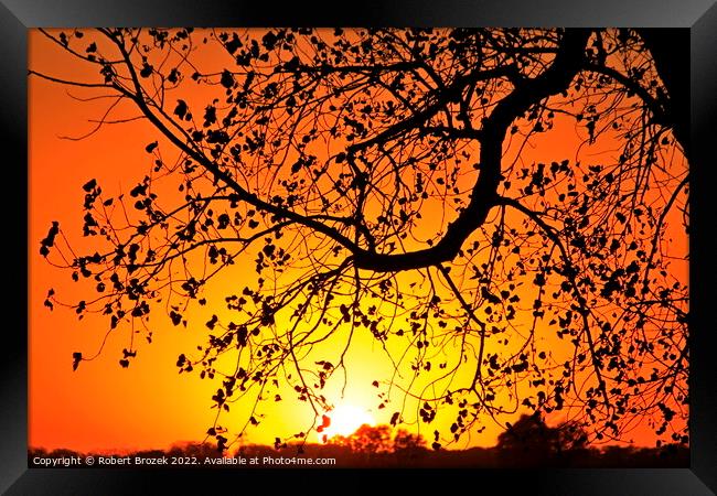 Tree limb silhouette at sunset Framed Print by Robert Brozek