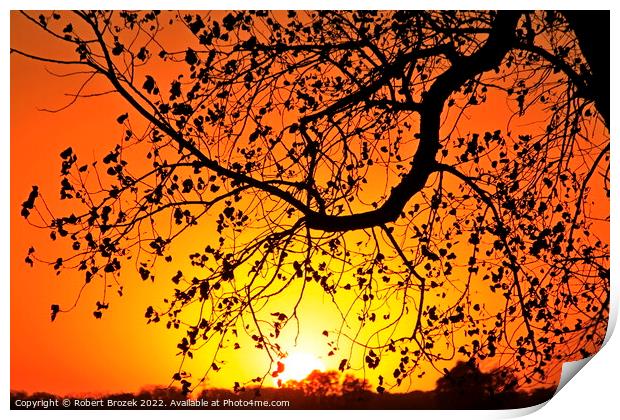 Tree limb silhouette at sunset Print by Robert Brozek