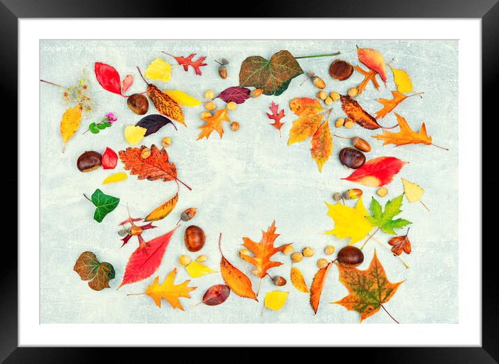 Herbarium, collection of colorful autumnal leaves Framed Mounted Print by Mykola Lunov Mykola