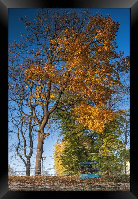 Autumn Tree Abstract Reflection In Water Framed Print by Artur Bogacki