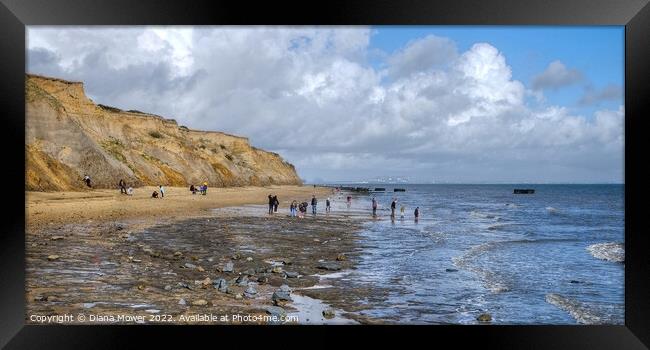 The Naze beach Fossil Hunting Framed Print by Diana Mower