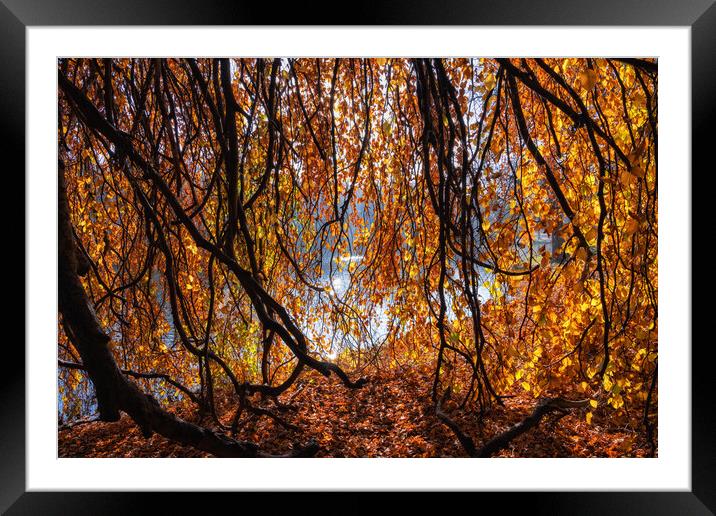 Old Lakeside Tree With Golden Autumn Sunlight Framed Mounted Print by Artur Bogacki