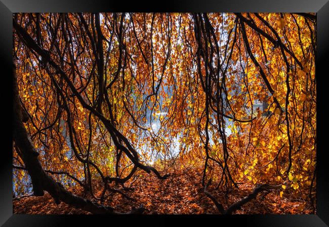 Old Lakeside Tree With Golden Autumn Sunlight Framed Print by Artur Bogacki