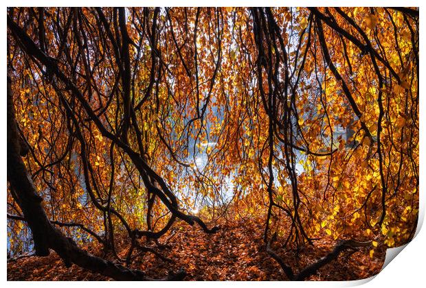 Old Lakeside Tree With Golden Autumn Sunlight Print by Artur Bogacki