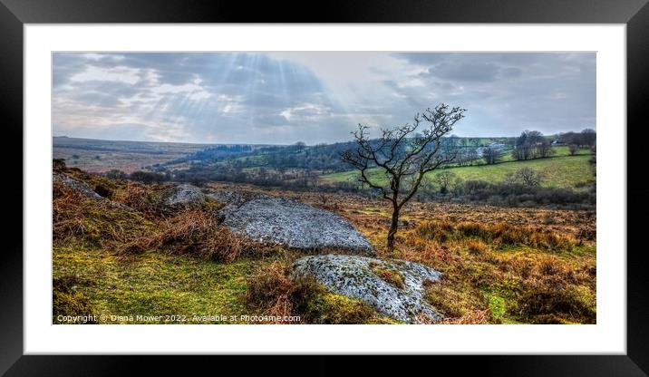 Dartmoor Panoramic view   Framed Mounted Print by Diana Mower