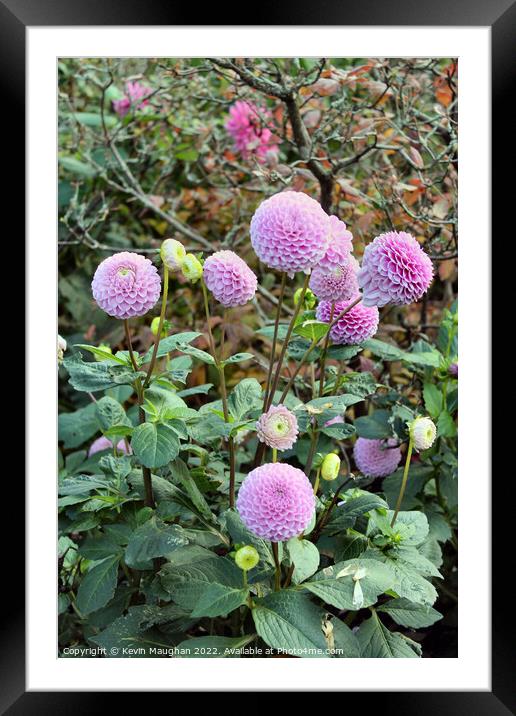 Vibrant Dahlia Pinnate Blossom Framed Mounted Print by Kevin Maughan