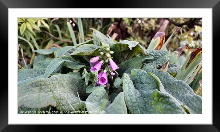 Foxglove Flower Framed Mounted Print by Kevin Maughan