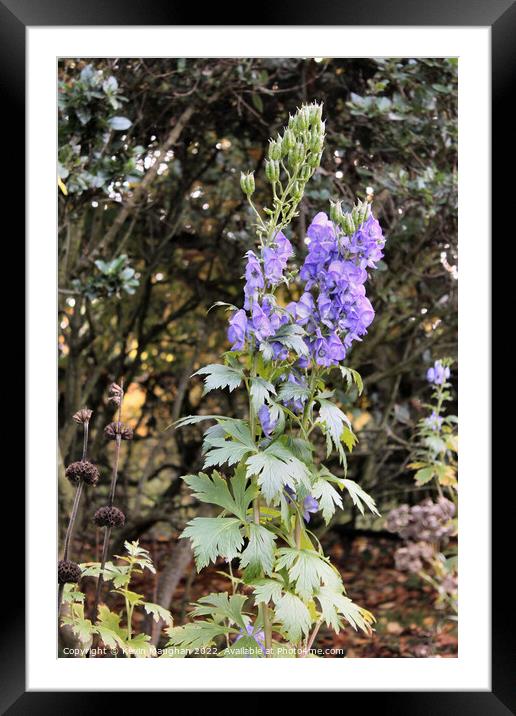 Late-Blooming Beauty: The Chinese Aconite Framed Mounted Print by Kevin Maughan