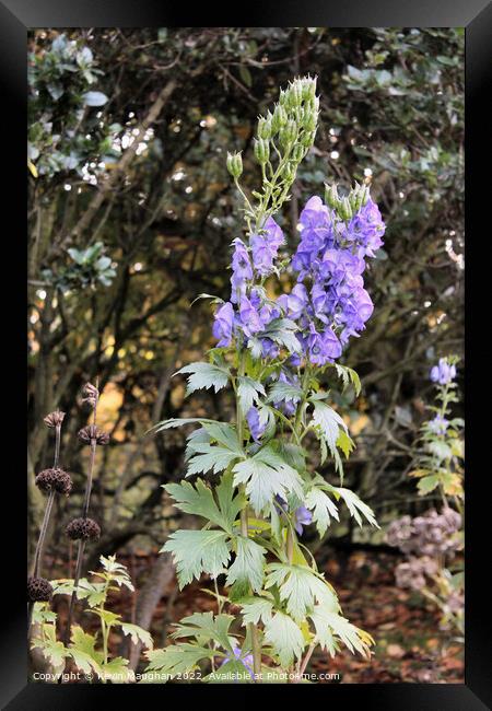 Late-Blooming Beauty: The Chinese Aconite Framed Print by Kevin Maughan