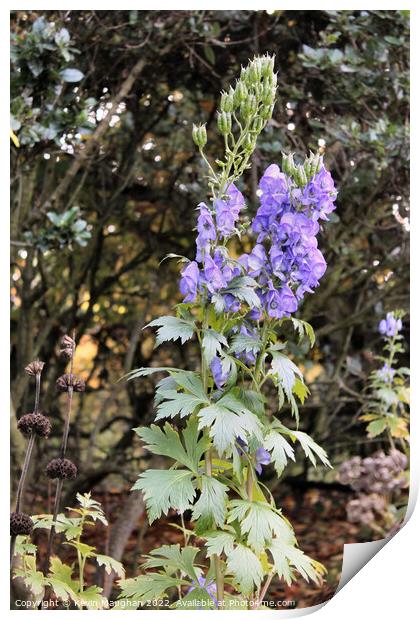 Late-Blooming Beauty: The Chinese Aconite Print by Kevin Maughan