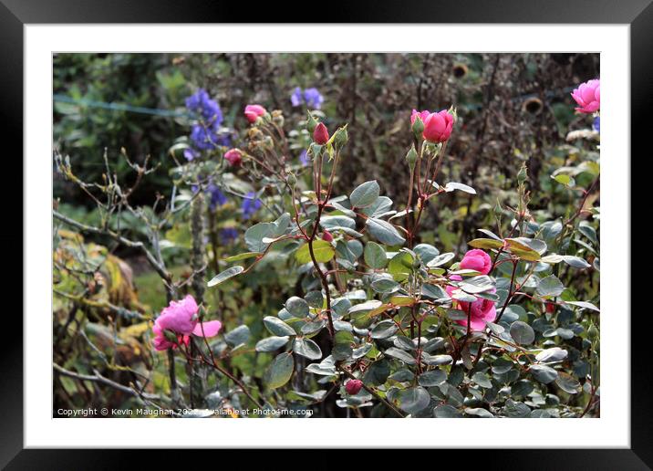 The Majestic Beauty of Roses in Bloom Framed Mounted Print by Kevin Maughan