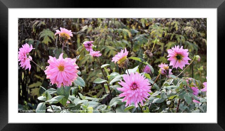 Dahlia 'American Dream' Flower Framed Mounted Print by Kevin Maughan