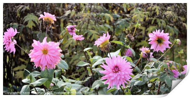 Dahlia 'American Dream' Flower Print by Kevin Maughan