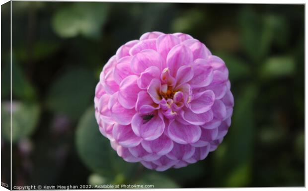 Dahlia Close Up Flower Canvas Print by Kevin Maughan