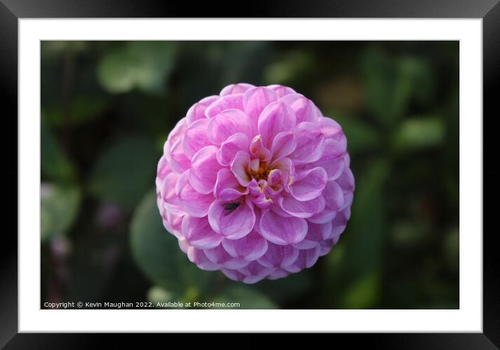 Dahlia Close Up Flower Framed Mounted Print by Kevin Maughan