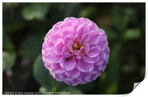Dahlia Close Up Flower Print by Kevin Maughan