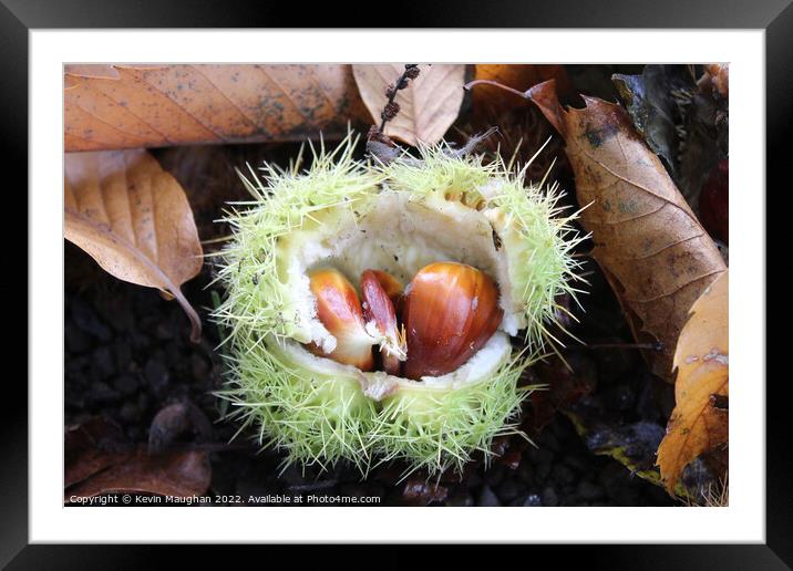 Conkers In The Autumn Framed Mounted Print by Kevin Maughan