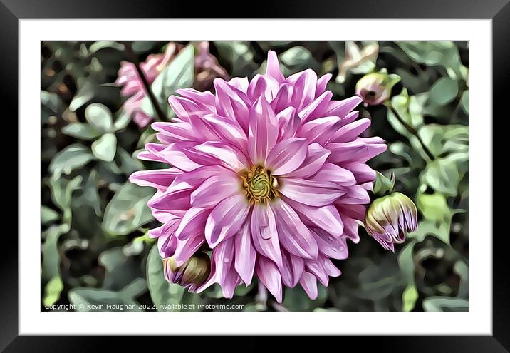 Vibrant Pink Dahlia (Digital Art) Framed Mounted Print by Kevin Maughan
