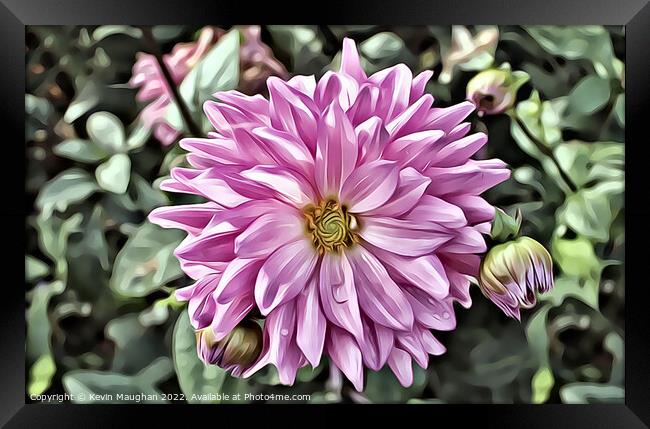 Vibrant Pink Dahlia (Digital Art) Framed Print by Kevin Maughan