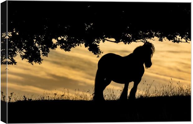 Horse Silhouette at Sunset.  Canvas Print by Ros Crosland