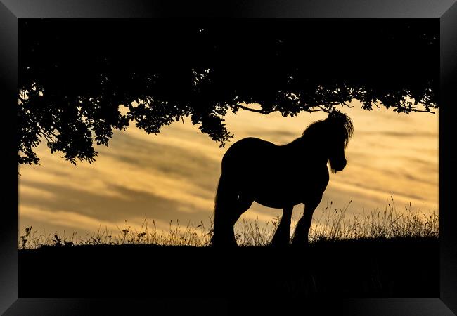 Horse Silhouette at Sunset.  Framed Print by Ros Crosland