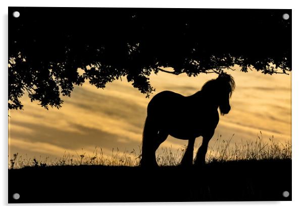 Horse Silhouette at Sunset.  Acrylic by Ros Crosland