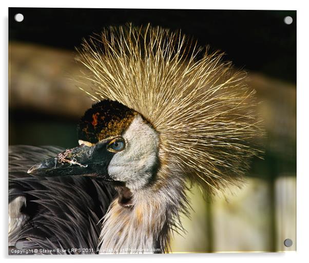 African Crowned Crane Acrylic by Steven Else ARPS