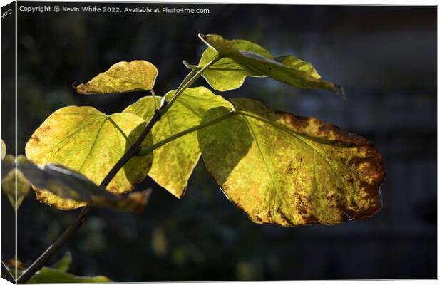 Catalpa Indian Bean Tree leaves dying Canvas Print by Kevin White