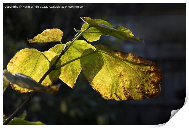 Catalpa Indian Bean Tree leaves dying Print by Kevin White