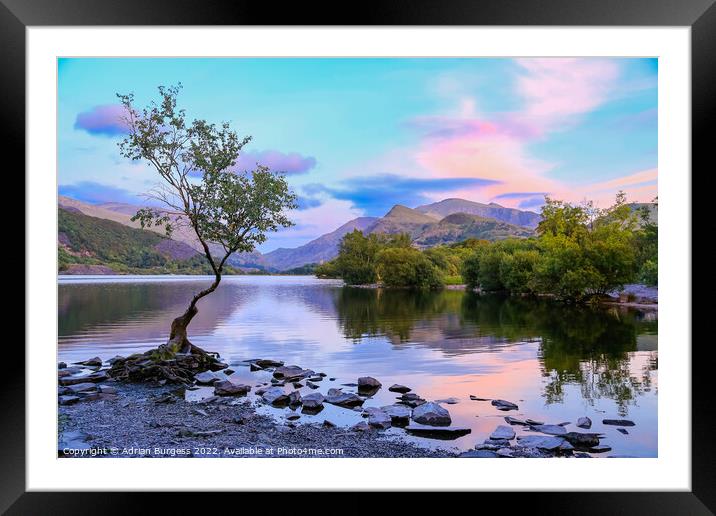 The Lonely Tree at Dusk Framed Mounted Print by Adrian Burgess