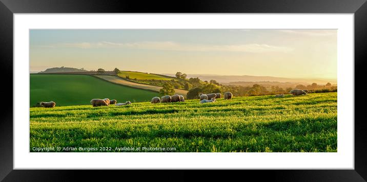 Light Grazing on the Hill Framed Mounted Print by Adrian Burgess