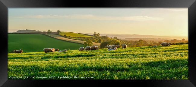 Light Grazing on the Hill Framed Print by Adrian Burgess