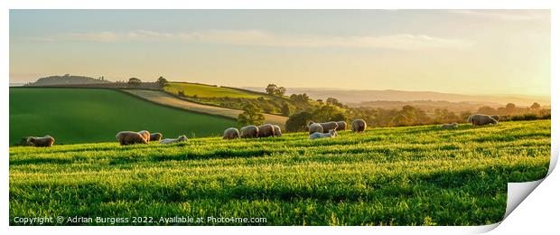Light Grazing on the Hill Print by Adrian Burgess
