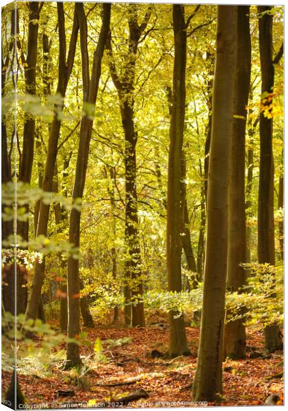sunlit beech Woodland  Canvas Print by Simon Johnson