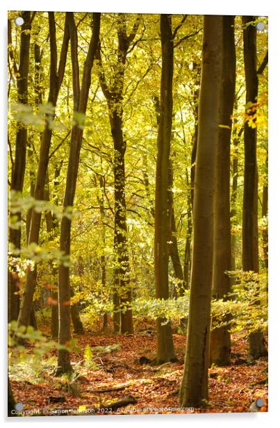 sunlit beech Woodland  Acrylic by Simon Johnson