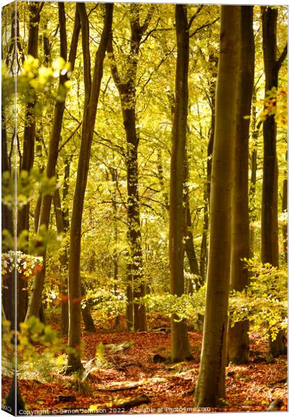 sunlit beech woodland  Canvas Print by Simon Johnson