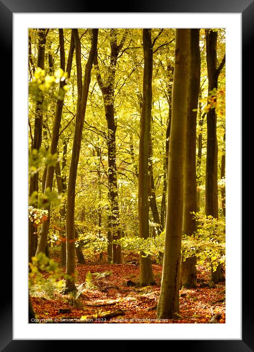 sunlit beech woodland  Framed Mounted Print by Simon Johnson