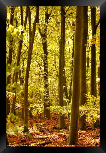 sunlit beech woodland  Framed Print by Simon Johnson