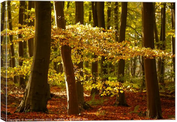 Sunlit Leaves Canvas Print by Simon Johnson