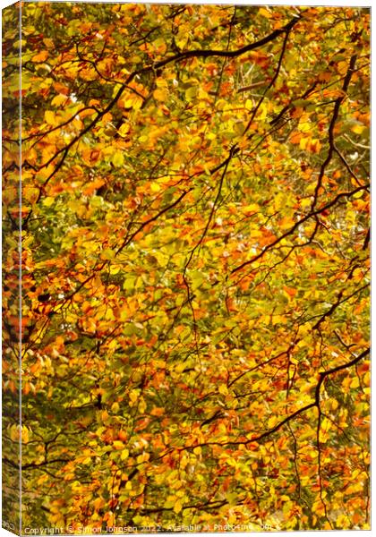 sunlit beech leaves  Canvas Print by Simon Johnson