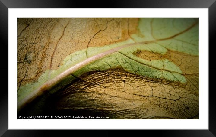 A Journey Across a Leaf Framed Mounted Print by STEPHEN THOMAS