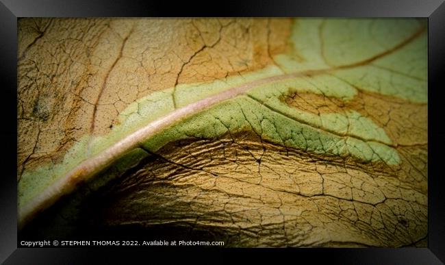 A Journey Across a Leaf Framed Print by STEPHEN THOMAS