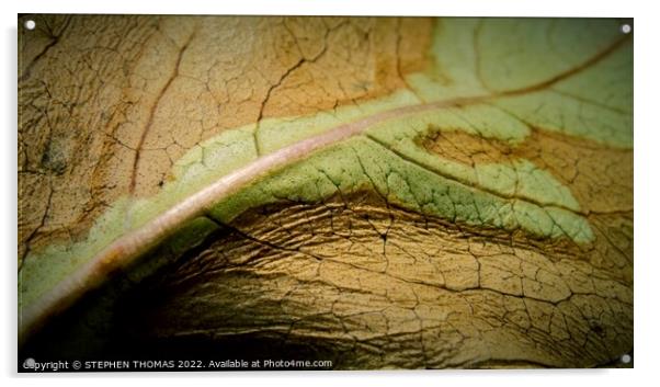 A Journey Across a Leaf Acrylic by STEPHEN THOMAS