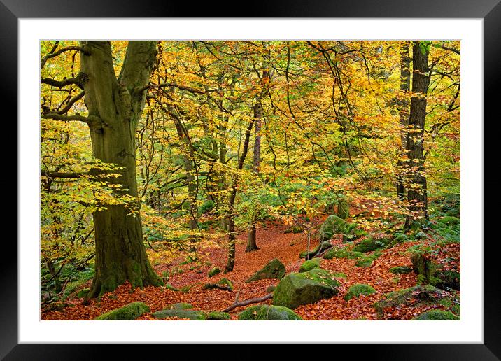 Padley Gorge Woods Framed Mounted Print by Darren Galpin